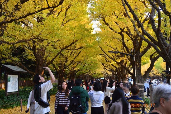 東京ゴールデンイチョウ通り紅葉散歩