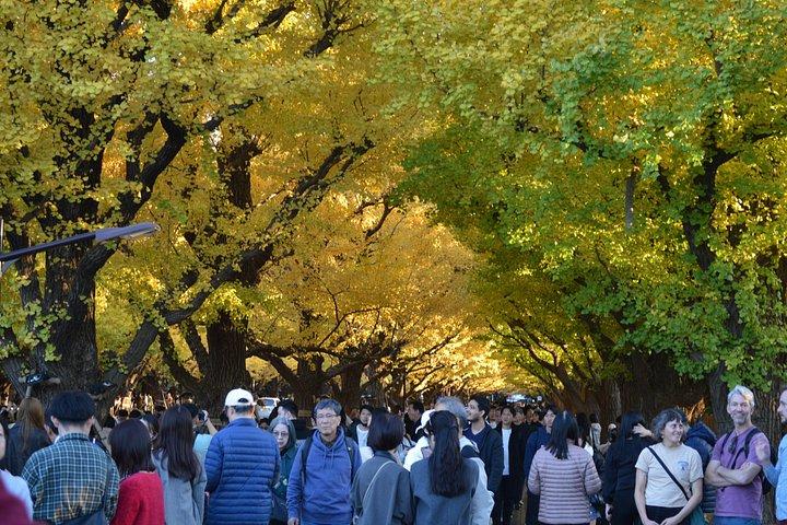 東京ゴールデンイチョウ通り紅葉散歩