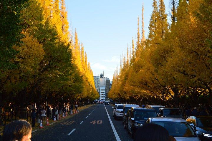 東京ゴールデンイチョウ通り紅葉散歩