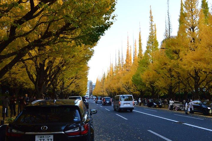 東京ゴールデンイチョウ通り紅葉散歩