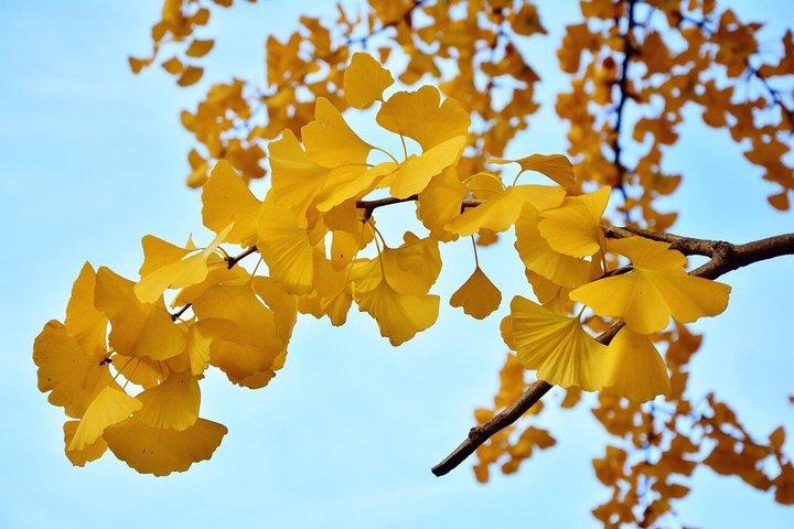 東京ゴールデンイチョウ通り紅葉散歩