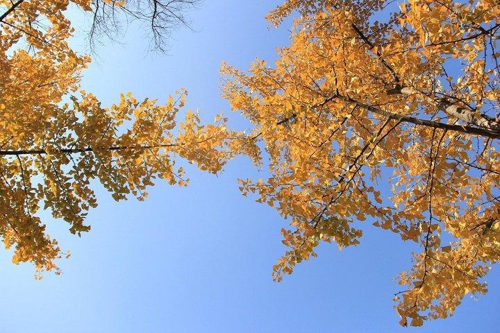 東京ゴールデンイチョウ通り紅葉散歩