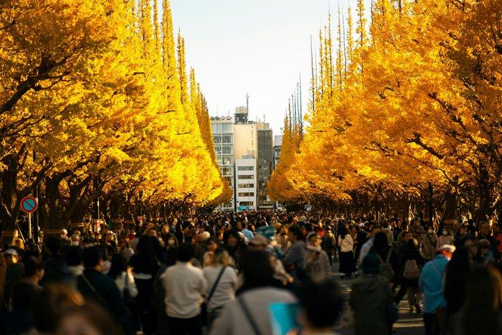 Hoteller i nærheden af Tokyo Golden Ginkgo Avenue Autumn Leaves Walk