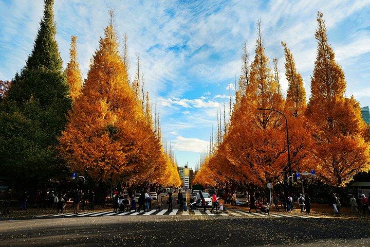 東京ゴールデンイチョウ通り紅葉散歩