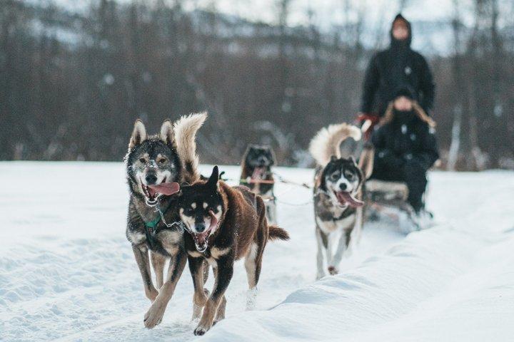 Dog Sled Tour and Husky Cuddles