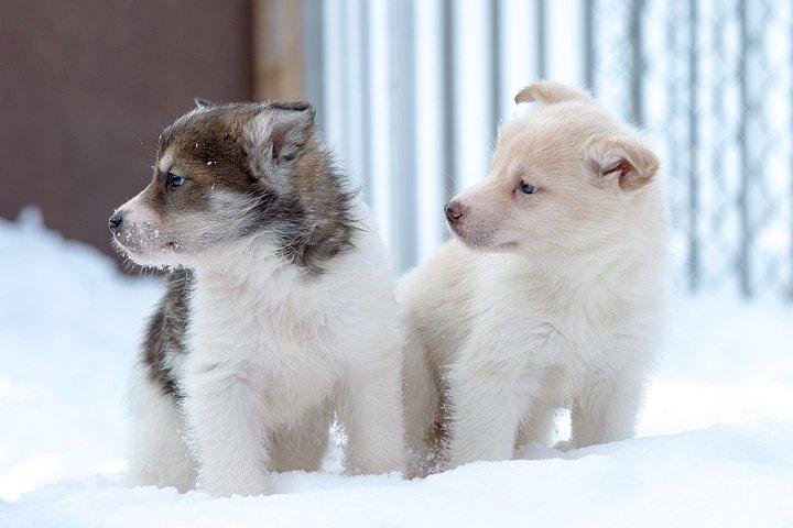 Hundeslædetur og Husky Cuddles