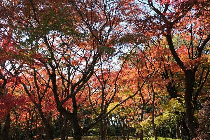 東京御苑紅葉散歩