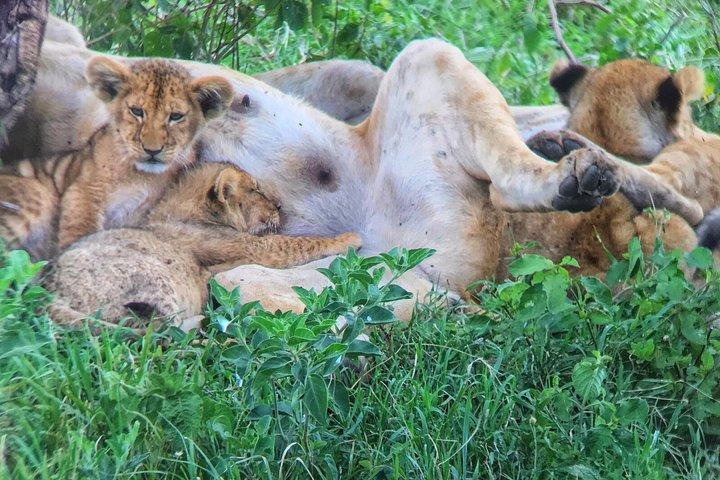 4 Day 3 Night in Masai Mara and Lake Nakuru Group Safari