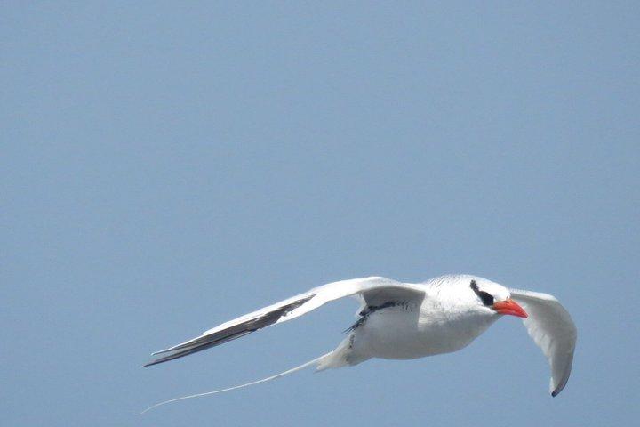 Tour de observación de aves de 16 días en Senegal : Explora la fauna del Sahel