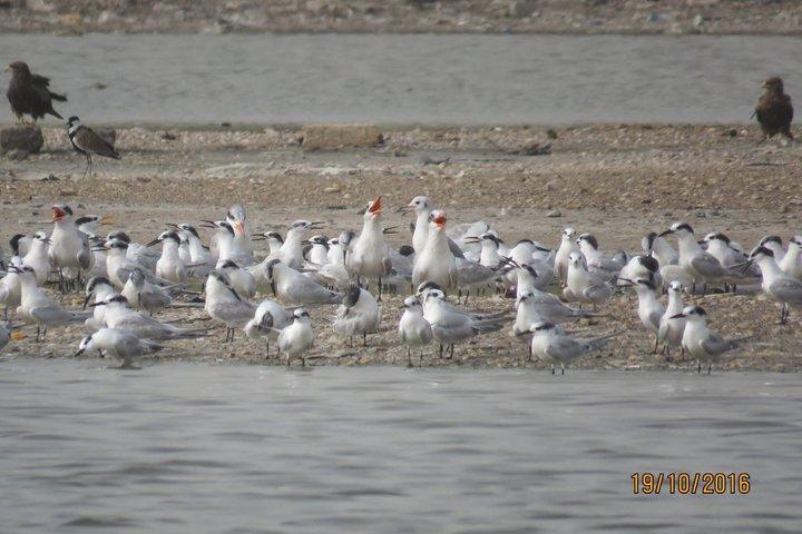 Tour de observación de aves de 16 días en Senegal : Explora la fauna del Sahel
