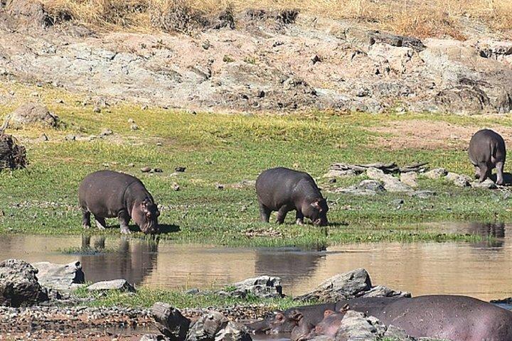 ザンジバルからミクミ国立公園へのフライイン終日サファリ