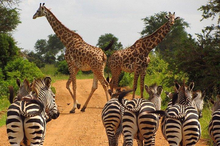 ザンジバルからミクミ国立公園へのフライイン終日サファリ