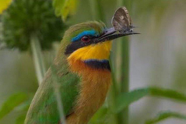 ザンジバルからミクミ国立公園へのフライイン終日サファリ