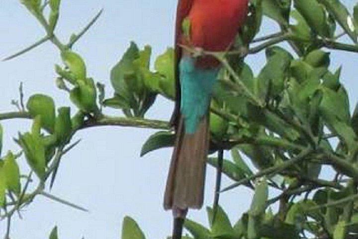 ザンジバルからミクミ国立公園へのフライイン終日サファリ