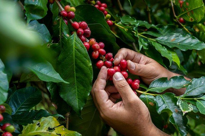 Doka Coffee Tour, Volcão de Poas e Jardim das Cataratas de La Paz