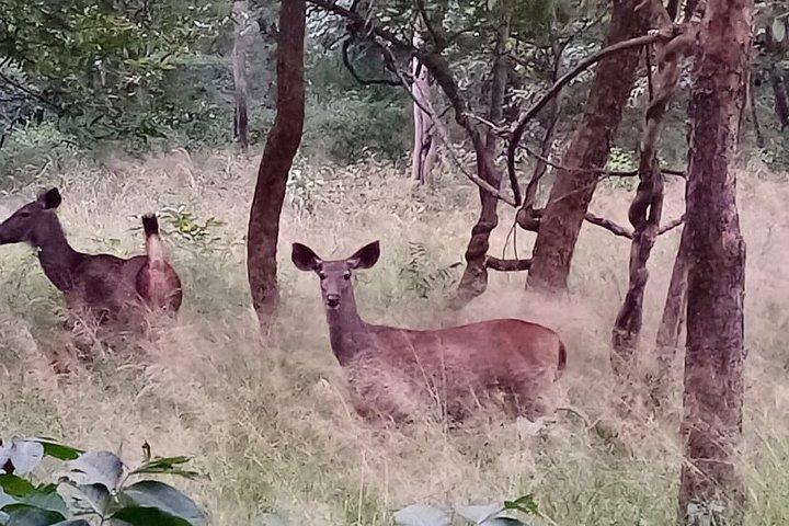 アムラバードトラ保護区とハイデラバード発野生動物ツアー