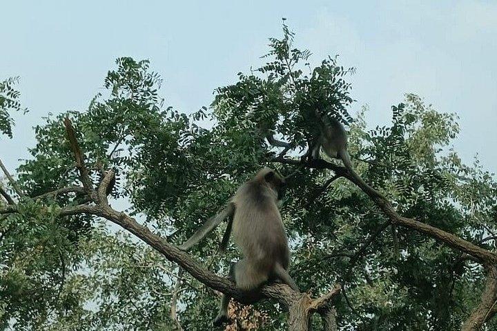 アムラバードトラ保護区とハイデラバード発野生動物ツアー