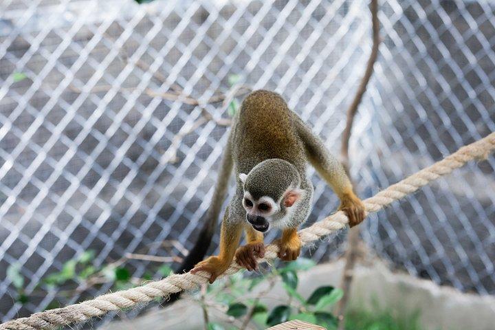 アンバーコーブとテイノベイクルーズポートでサルたちと笑顔を楽しもう