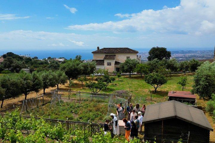 Vicino Malaga : Vigneto biologico Mijas, 5 vini, 2 oli e tapas