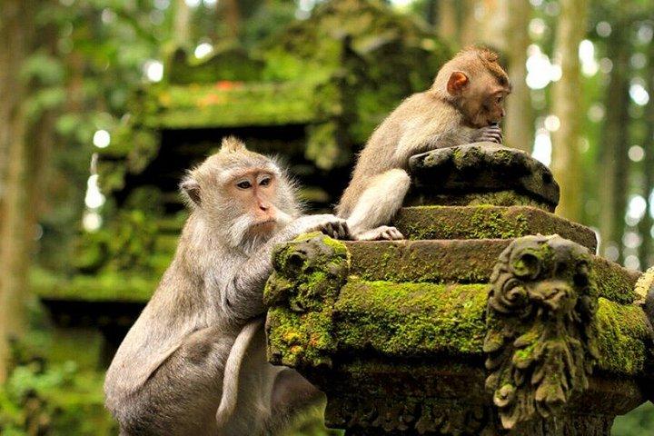 バリ ウブドの隠れた名所プライベートツアー：棚田と寺院