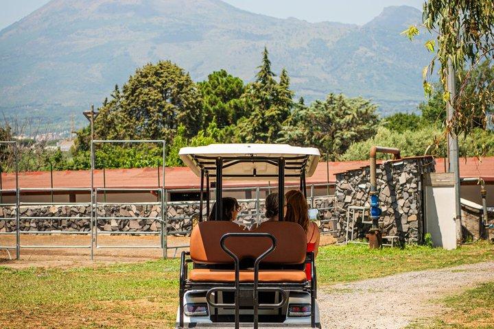 Private Pompeii Tour with Winery Lunch Guide and Tickets