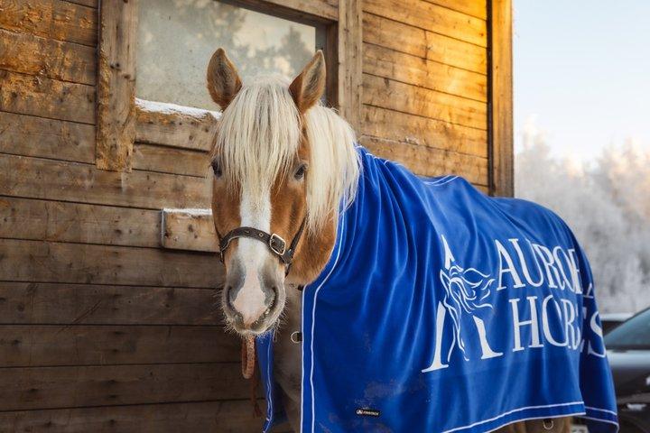 Tour a cavallo con i cavalli finlandesi al Villaggio di Babbo Natale