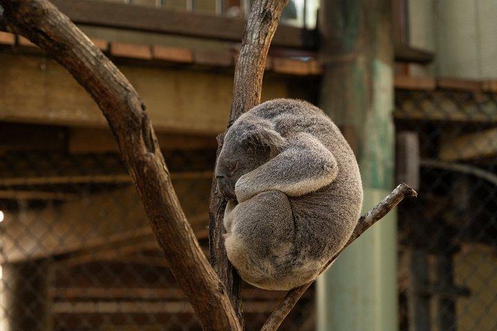 Brisbane City & Koala Half day Tour with morning tea