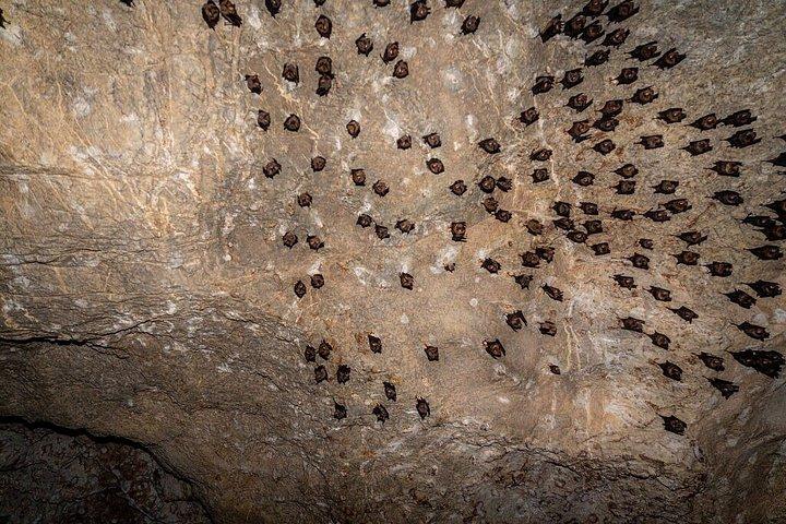 ダングリ島でのランチ付きランカウイマングローブ6時間ツアー
