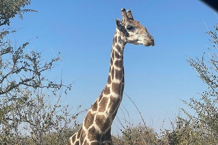 エトーシャ国立公園サファリ3日間