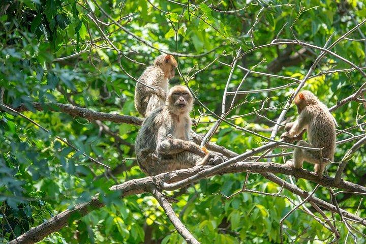 マラケシュ : オウリカの滝、アトラスマウンテン、ガイド＆リバーディナー