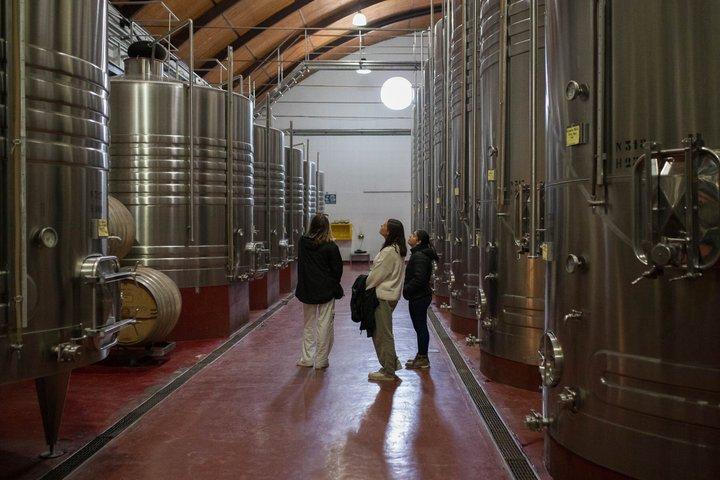 Weinbergstour in Mendoza : Wein- und Olivenölverkostung