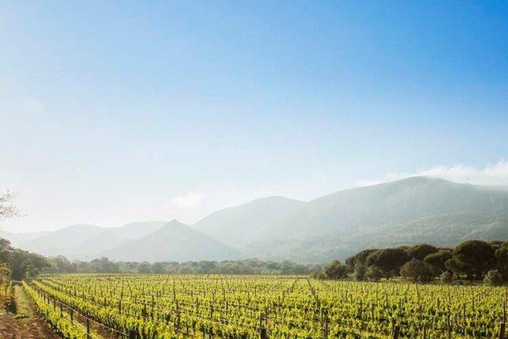 Setúbal Private Wine Experience Deux caves et dégustations