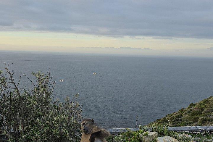 Table Mountain - boulder'sPenguins - Cape Point Excursão privada