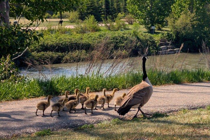 Calgary Landmarks and History Private Walking Tour