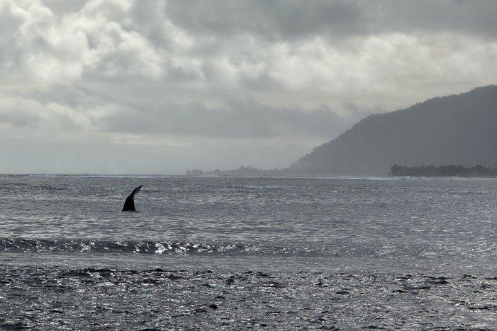 タヒチ島、4.5時間のガイド付きツアー、タヒチ・ヌイ島の東海岸と西海岸
