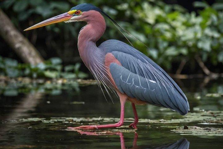 Everglades Excursion in Hydrofoil – French Guide