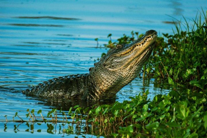 Everglades Excursion in Hydrofoil – French Guide