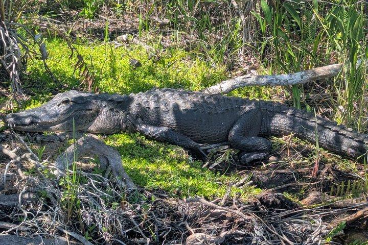 Everglades Excursion in Hydrofoil – French Guide