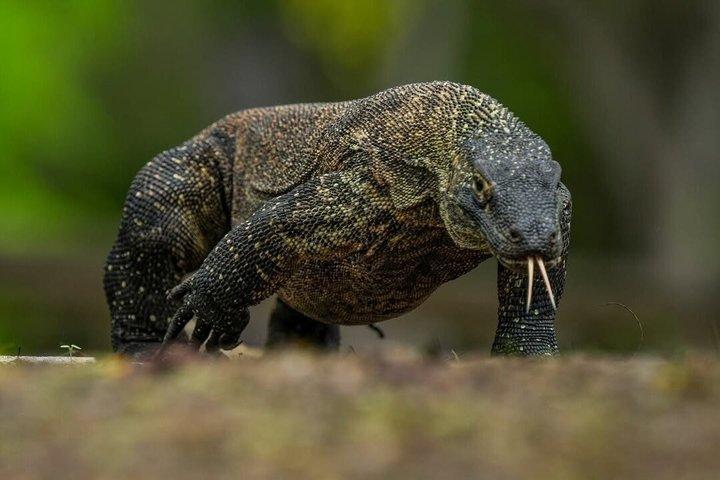 Early Morning Group Speedboat Tour to Komodo National Park