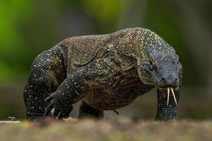Tidig morgon privat motorbåt tur till Komodo nationalpark