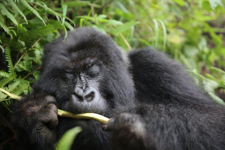 2-Days Gorilla trekking in Bwindi national park (Uganda)