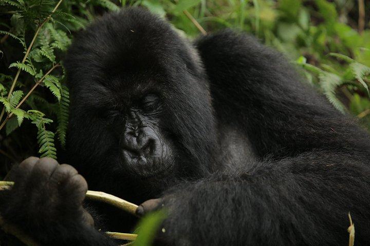 2-Days Gorilla trekking in Bwindi national park (Uganda)