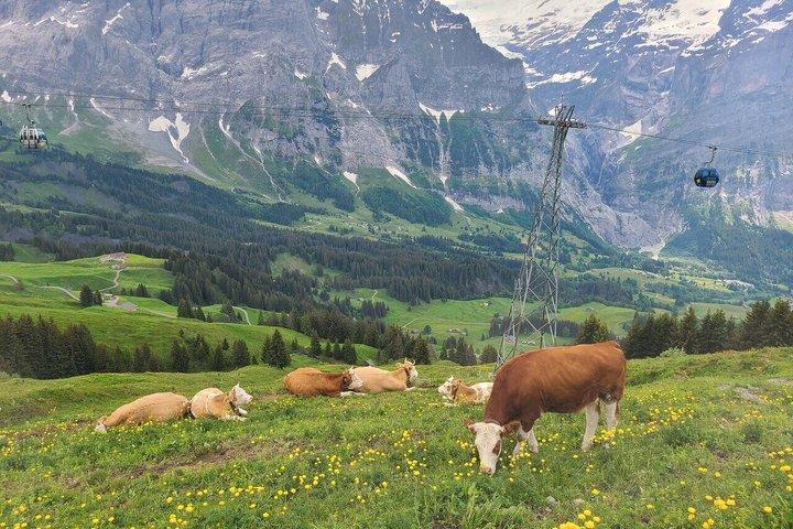 Hoteller i nærheden af Mount First Cable Car and First Cliff Walk Grindelwald