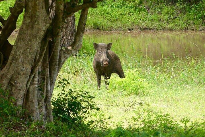 ヤーラ国立公園プライベートオールインクルーシブサファリ：1日または半日