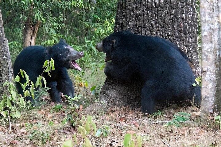 ヤーラ国立公園プライベートオールインクルーシブサファリ：1日または半日