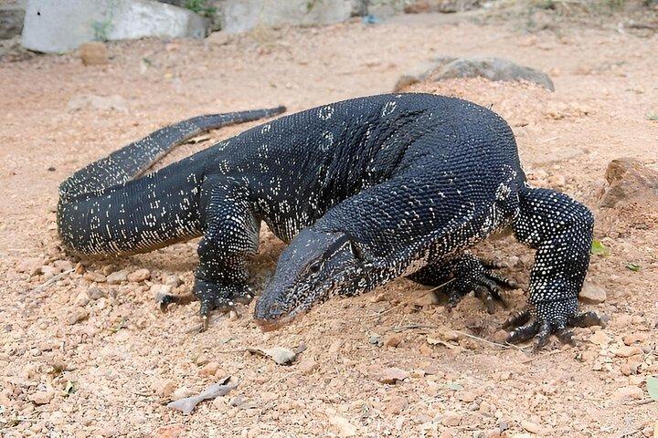 ヤーラ国立公園プライベートオールインクルーシブサファリ：1日または半日