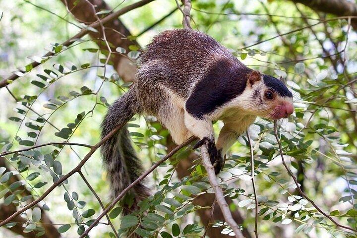 ヤーラ国立公園プライベートオールインクルーシブサファリ：1日または半日