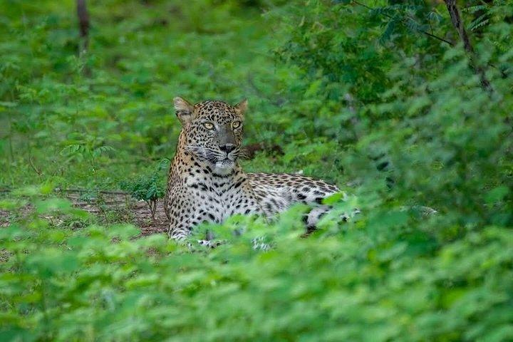 ヤーラ国立公園プライベートオールインクルーシブサファリ：1日または半日