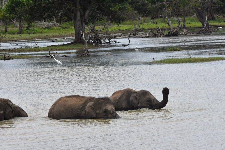 ハンバントタ港からのヤラ国立公園野生動物サファリツアー