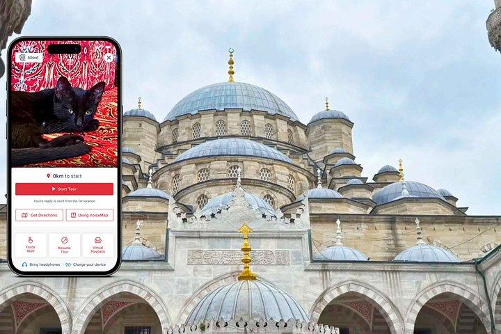 Istanbul's Cats: A Self-Guided Walking Tour